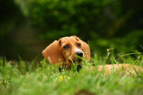 Domestic Animals in Goa - Download Goa Photos